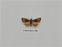 藏品(夜蛾688)的圖片